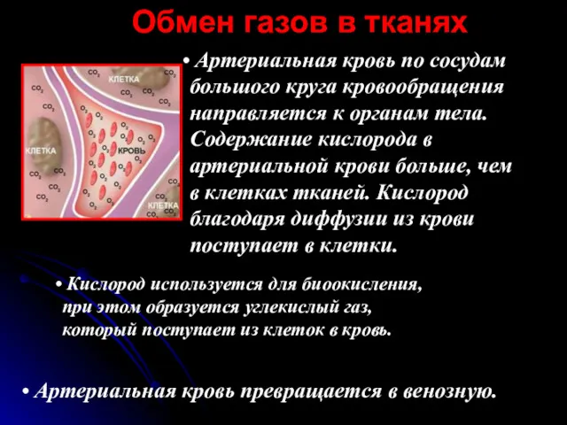 Артериальная кровь по сосудам большого круга кровообращения направляется к органам тела. Содержание кислорода