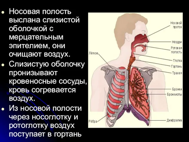 Носовая полость выслана слизистой оболочкой с мерцательным эпителием, они очищают