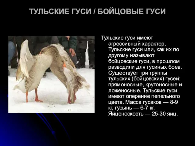 ТУЛЬСКИЕ ГУСИ / БОЙЦОВЫЕ ГУСИ Тульские гуси имеют агрессивный характер. Тульские гуси или,