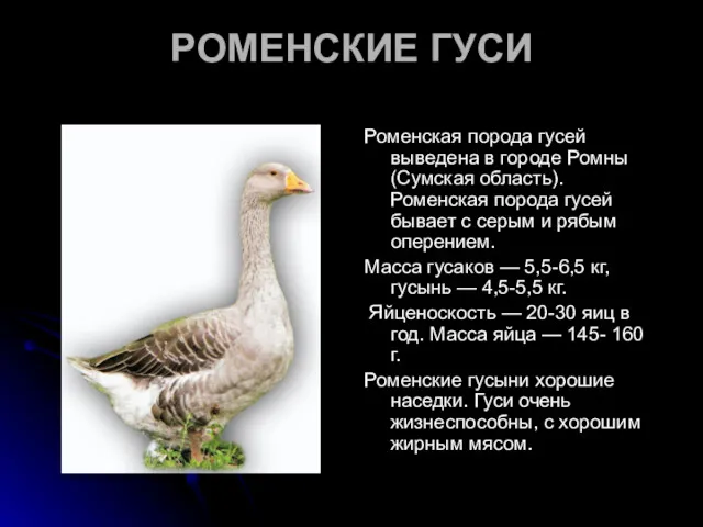 РОМЕНСКИЕ ГУСИ Роменская порода гусей выведена в городе Ромны (Сумская