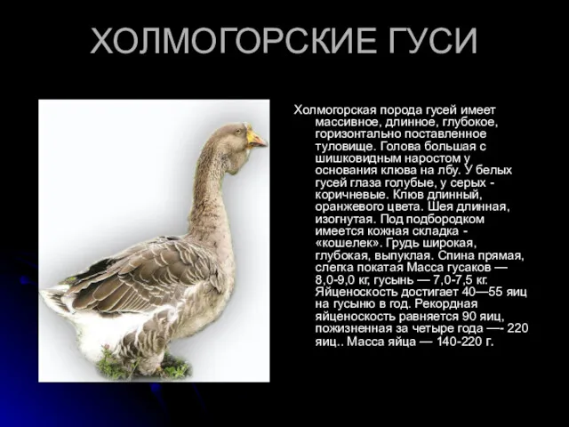ХОЛМОГОРСКИЕ ГУСИ Холмогорская порода гусей имеет массивное, длинное, глубокое, горизонтально поставленное туловище. Голова