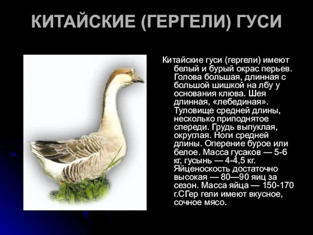 КИТАЙСКИЕ (ГЕРГЕЛИ) ГУСИ Китайские гуси (гергели) имеют белый и бурый окрас перьев. Голова