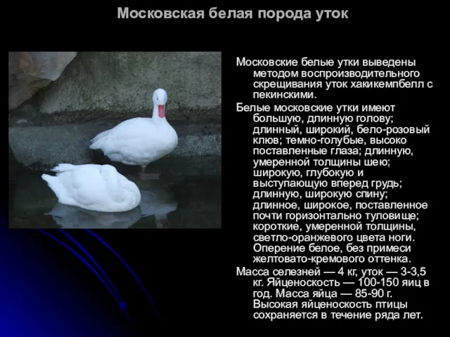 Московская белая порода уток Московские белые утки выведены методом воспроизводительного скрещивания уток хакикемпбелл