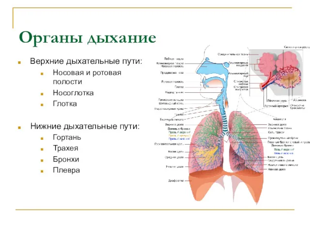 Органы дыхание Верхние дыхательные пути: Носовая и ротовая полости Носоглотка
