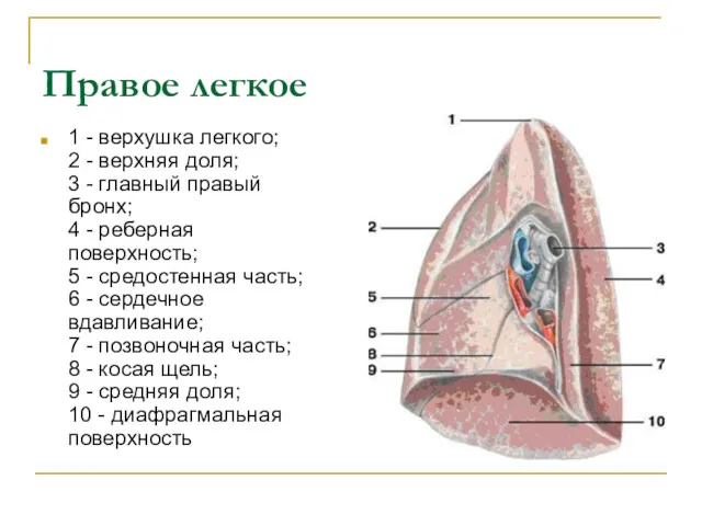 Правое легкое 1 - верхушка легкого; 2 - верхняя доля;