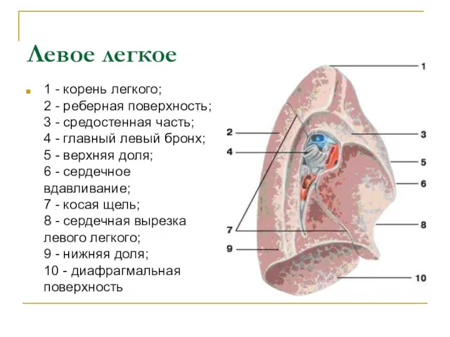 Левое легкое 1 - корень легкого; 2 - реберная поверхность;