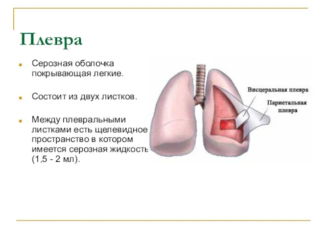 Плевра Серозная оболочка покрывающая легкие. Состоит из двух листков. Между