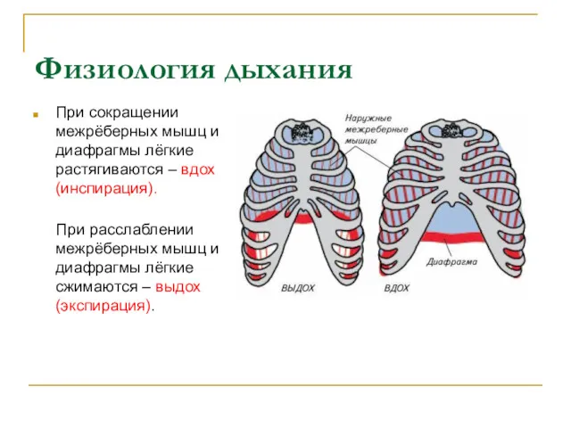 Физиология дыхания При сокращении межрёберных мышц и диафрагмы лёгкие растягиваются