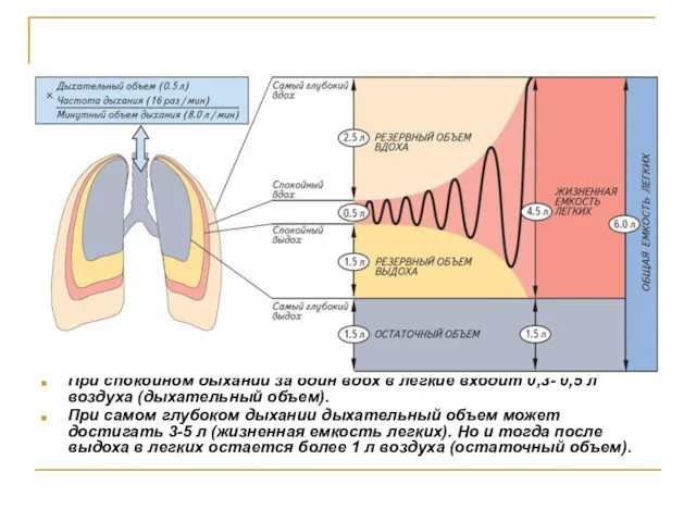 Жизненная емкость легких При спокойном дыхании за один вдох в