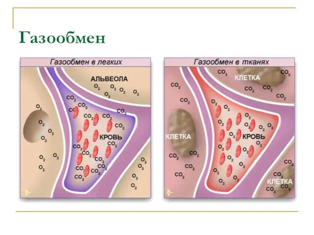 Газообмен