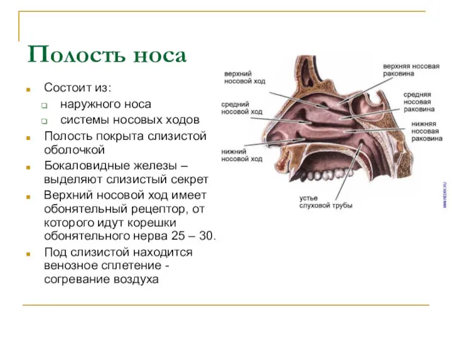 Полость носа Состоит из: наружного носа системы носовых ходов Полость