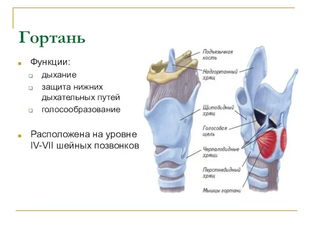 Гортань Функции: дыхание защита нижних дыхательных путей голосообразование Расположена на уровне IV-VII шейных позвонков