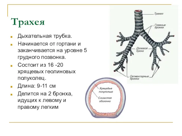 Трахея Дыхательная трубка. Начинается от гортани и заканчивается на уровне