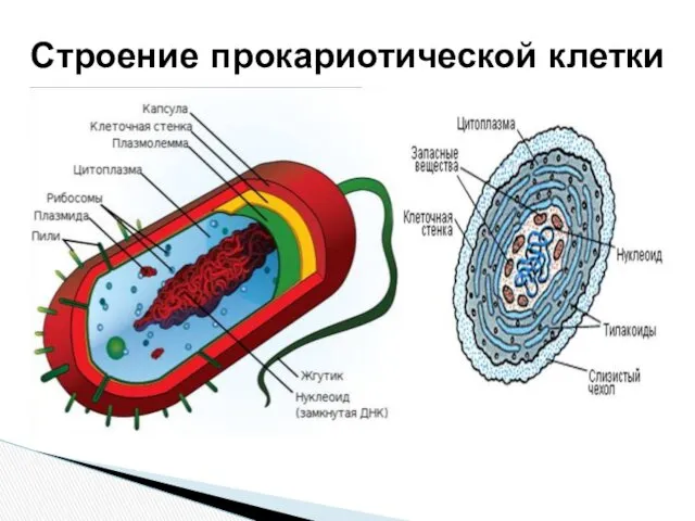 Строение прокариотической клетки