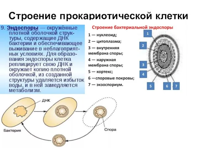 Строение прокариотической клетки