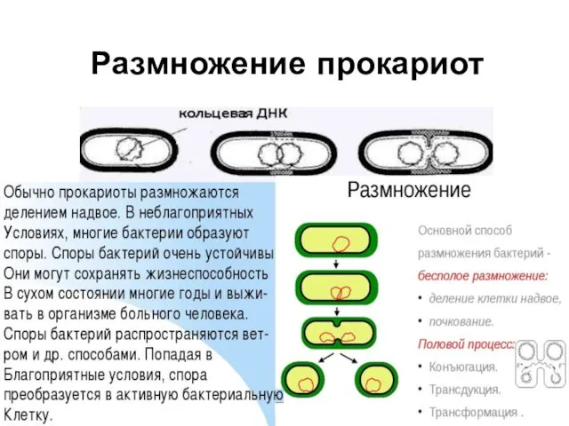 Размножение прокариот