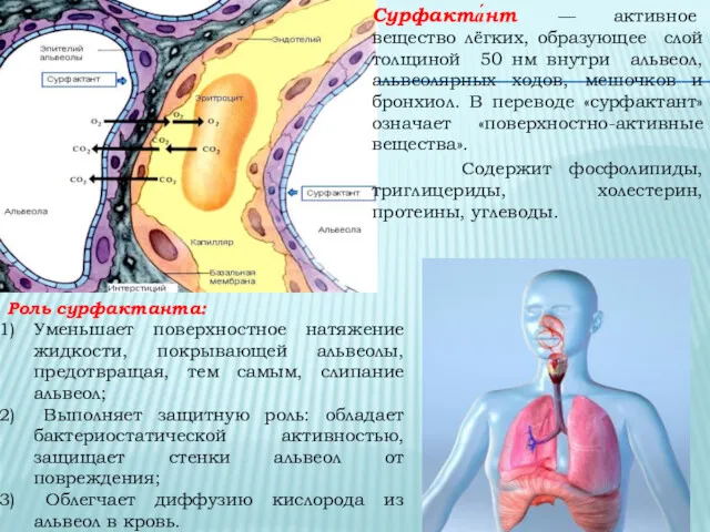 Сурфакта́нт — активное вещество лёгких, образующее слой толщиной 50 нм внутри альвеол, альвеолярных