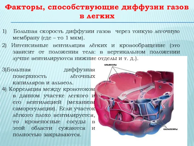 Факторы, способствующие диффузии газов в легких 1) Большая скорость диффузии