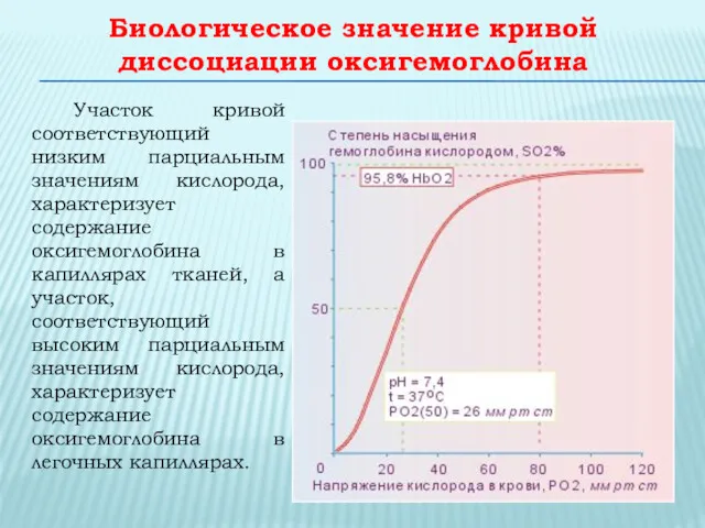 Биологическое значение кривой диссоциации оксигемоглобина Участок кривой соответствующий низким парциальным значениям кислорода, характеризует