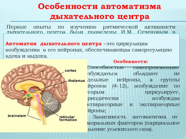 Особенности автоматизма дыхательного центра Первые опыты по изучению ритмической активности дыхательного центра были