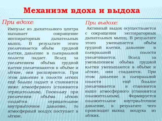 Механизм вдоха и выдоха При вдохе: Импульс из дыхательного центра вызывает сокращение инспираторных