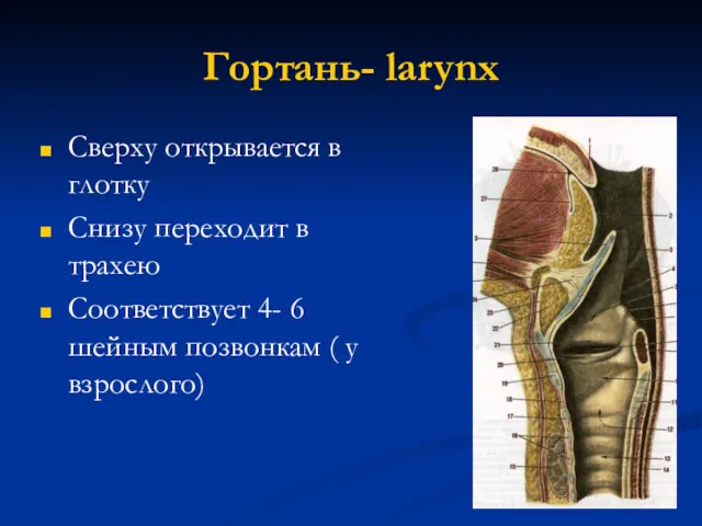 Гортань- larynx Сверху открывается в глотку Снизу переходит в трахею