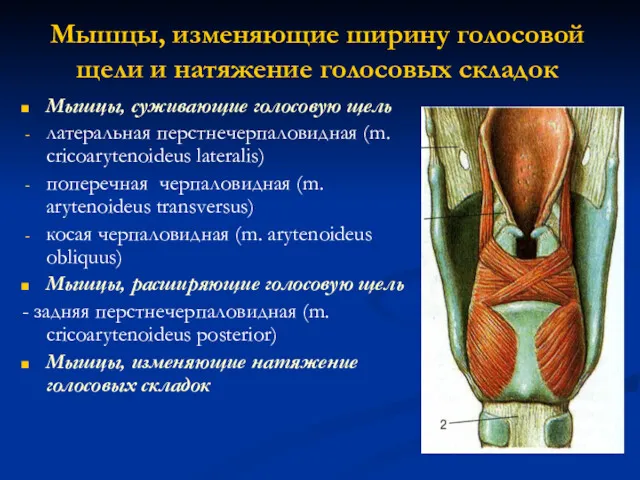 Мышцы, изменяющие ширину голосовой щели и натяжение голосовых складок Мышцы,