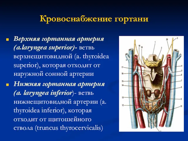 Кровоснабжение гортани Верхняя гортанная артерия (a.laryngea superior)- ветвь верхнещитовидной (a.