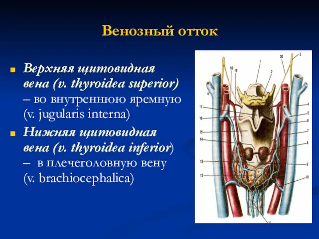 Венозный отток Верхняя щитовидная вена (v. thyroidea superior) – во