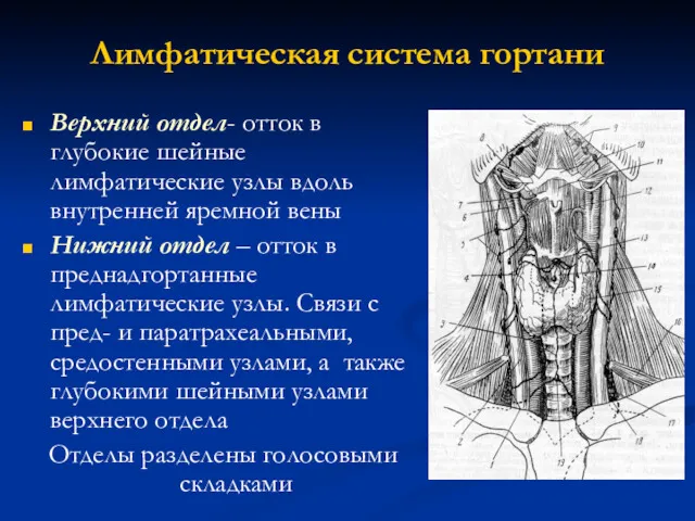 Лимфатическая система гортани Верхний отдел- отток в глубокие шейные лимфатические