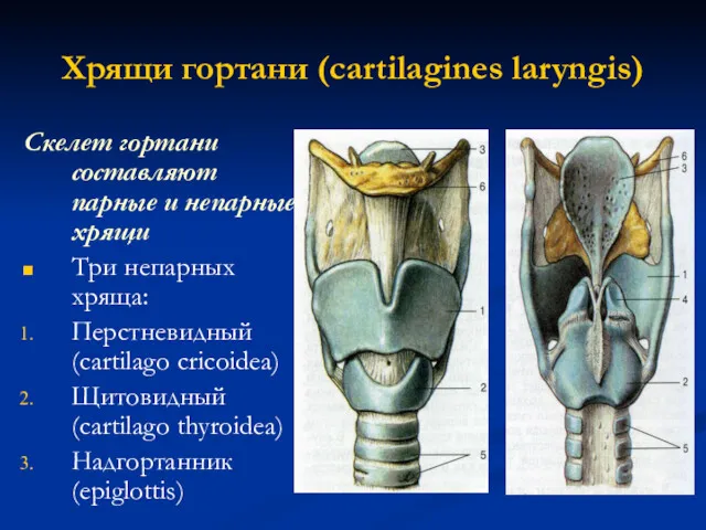 Хрящи гортани (cartilagines laryngis) Скелет гортани составляют парные и непарные