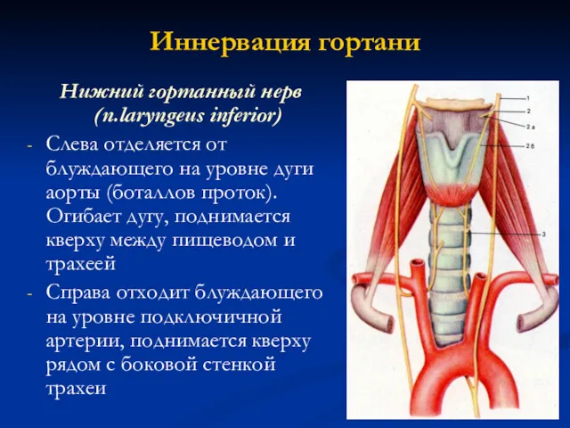 Иннервация гортани Нижний гортанный нерв (n.laryngeus inferior) Слева отделяется от