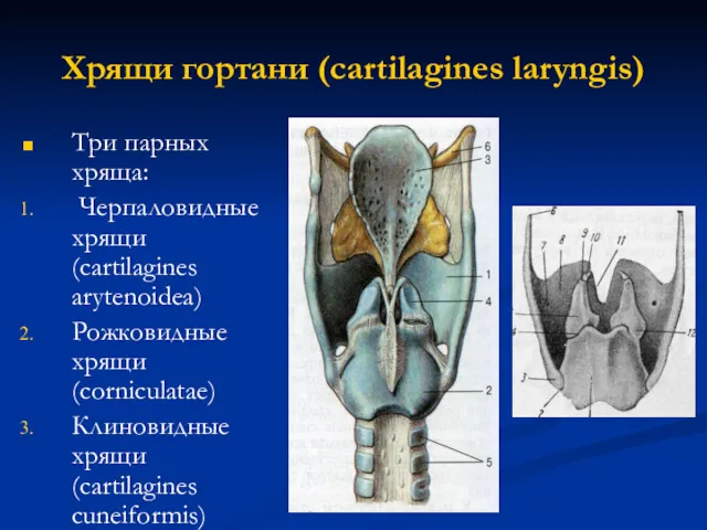 Хрящи гортани (cartilagines laryngis) Три парных хряща: Черпаловидные хрящи(cartilagines arytenoidea)