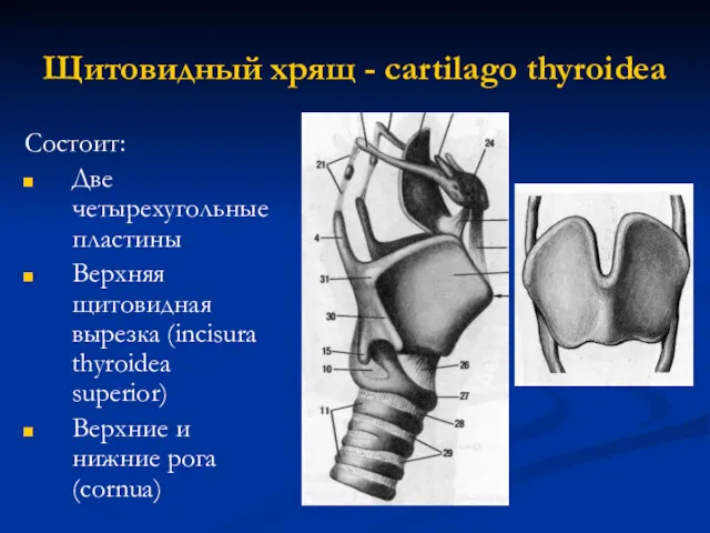 Щитовидный хрящ - cartilago thyroidea Состоит: Две четырехугольные пластины Верхняя