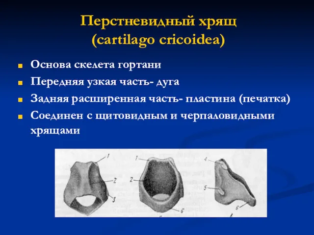 Перстневидный хрящ (cartilago cricoidea) Основа скелета гортани Передняя узкая часть-