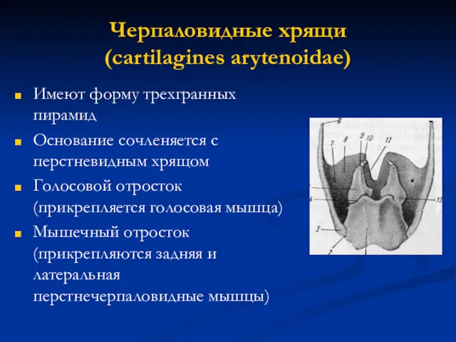 Черпаловидные хрящи (cartilagines arytenoidae) Имеют форму трехгранных пирамид Основание сочленяется