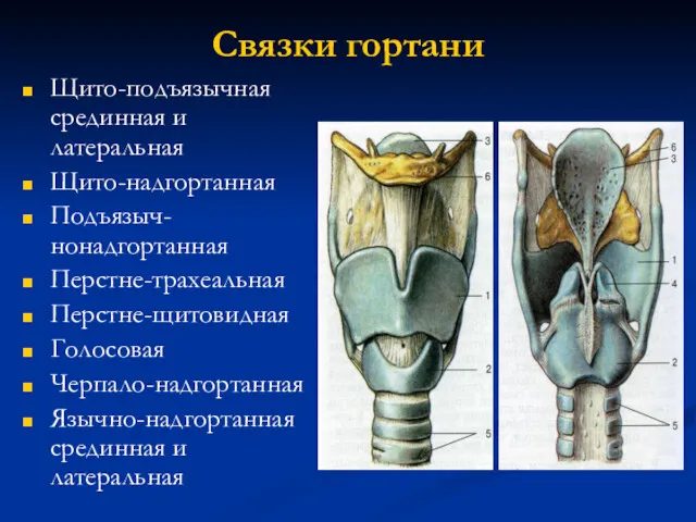 Связки гортани Щито-подъязычная срединная и латеральная Щито-надгортанная Подъязыч-нонадгортанная Перстне-трахеальная Перстне-щитовидная Голосовая Черпало-надгортанная Язычно-надгортанная срединная и латеральная