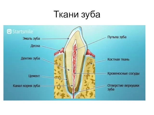 Ткани зуба