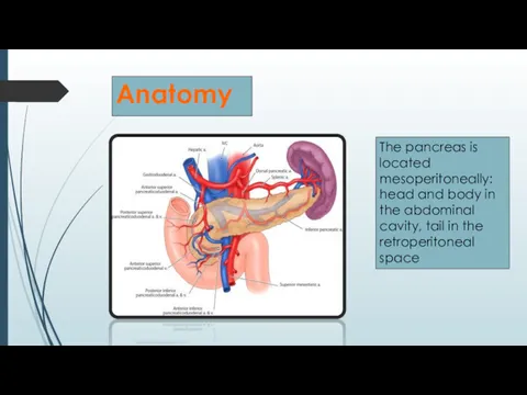 Аnatomy The pancreas is located mesoperitoneally: head and body in