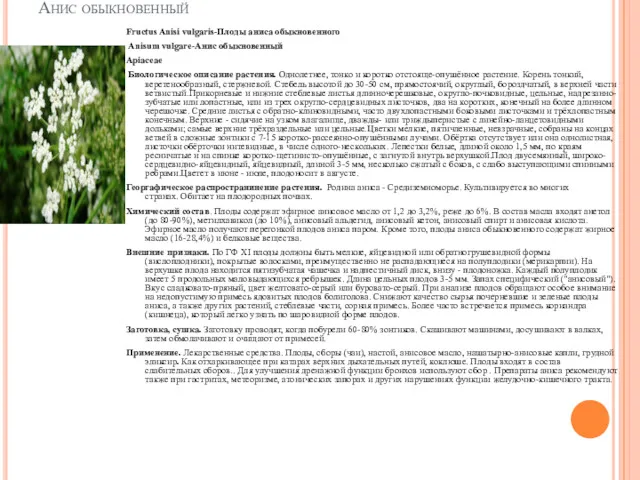 Анис обыкновенный Fructus Anisi vulgaris-Плоды аниса обыкновенного Anisum vulgare-Анис обыкновенный Apiaceae Биологическое описание