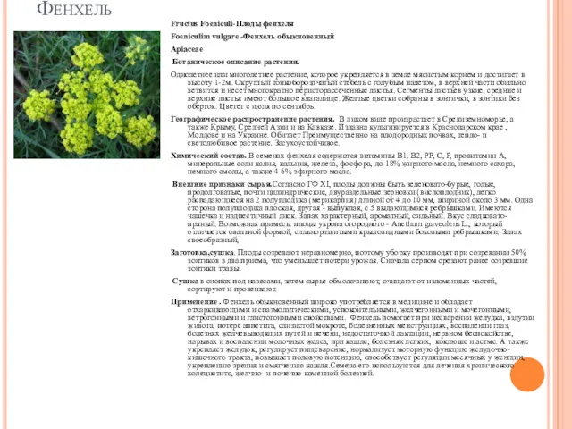 Фенхель Fructus Foeniculi-Плоды фенхеля Foeniculim vulgare -Фенхель обыкновенный Apiaceae Ботаническое