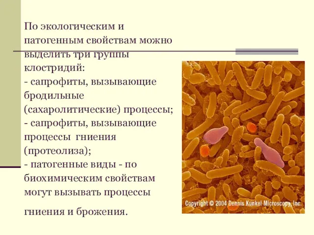 По экологическим и патогенным свойствам можно выделить три группы клостридий: