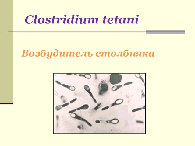 Clostridium tetani Возбудитель столбняка
