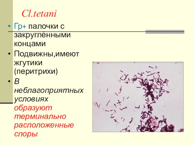 Cl.tetani Гр+ палочки с закруглёнными концами Подвижны,имеют жгутики (перитрихи) В неблагоприятных условиях образуют терминально расположенные споры