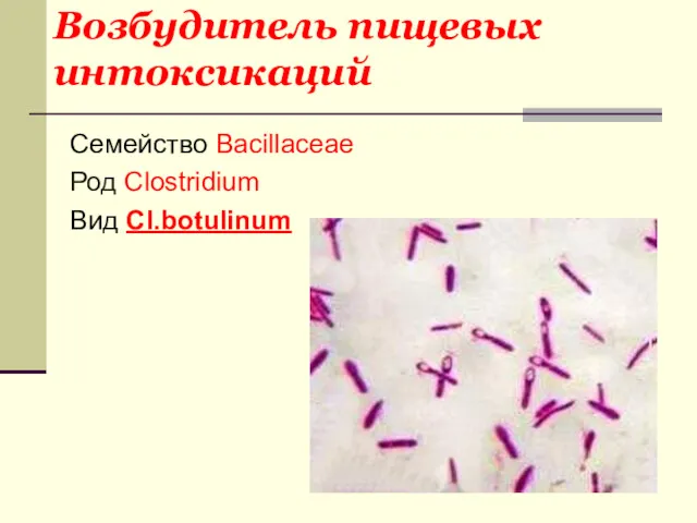 Возбудитель пищевых интоксикаций Семейство Bacillaceae Род Clostridium Вид Cl.botulinum