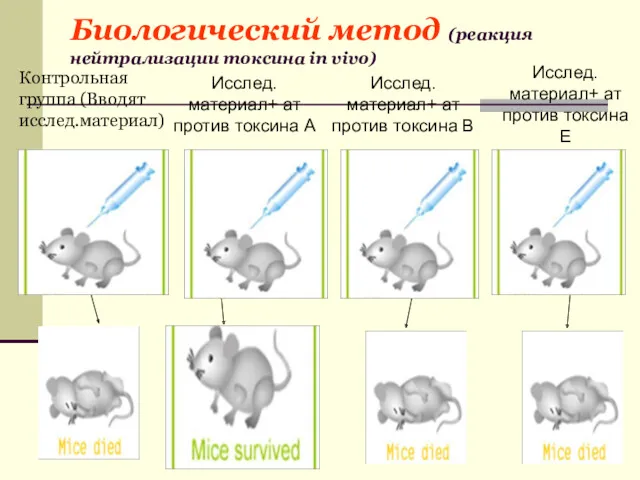 Биологический метод (реакция нейтрализации токсина in vivo) Контрольная группа (Вводят