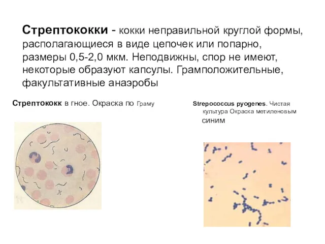 Стрептококки - кокки неправильной круглой формы, располагающиеся в виде цепочек