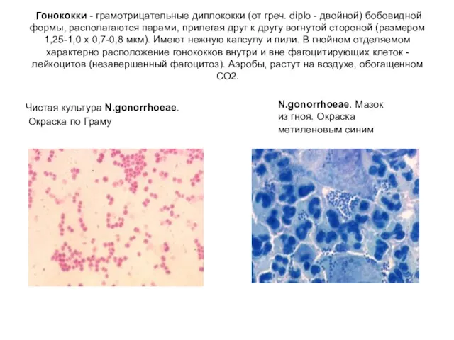 Гонококки - грамотрицательные диплококки (от греч. diplo - двойной) бобовидной