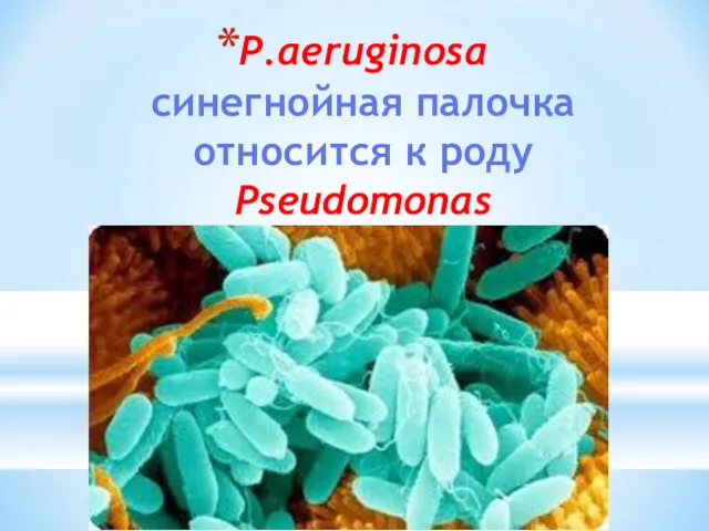 P.aeruginosa синегнойная палочка относится к роду Pseudomonas семейство Pseudomonaceae