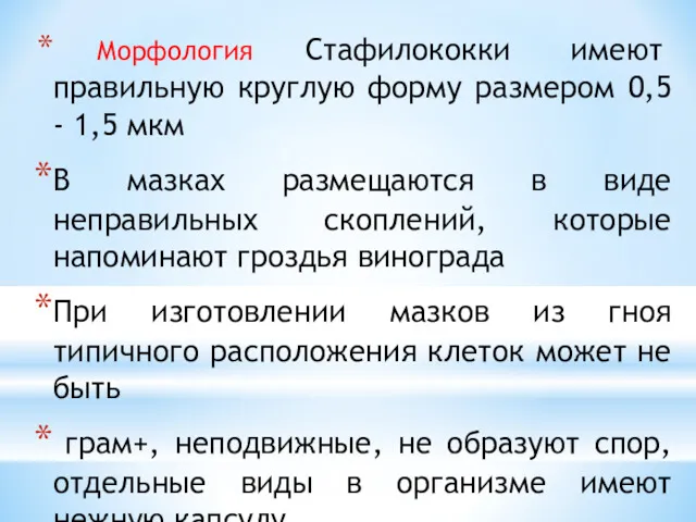 Морфология Стафилококки имеют правильную круглую форму размером 0,5 - 1,5